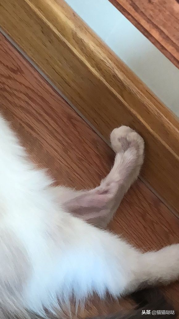 小猫得了猫癣怎么治好得快,小猫得了猫癣能治好吗