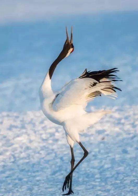 丹顶鹤的忠贞,丹顶鹤浪漫忠贞