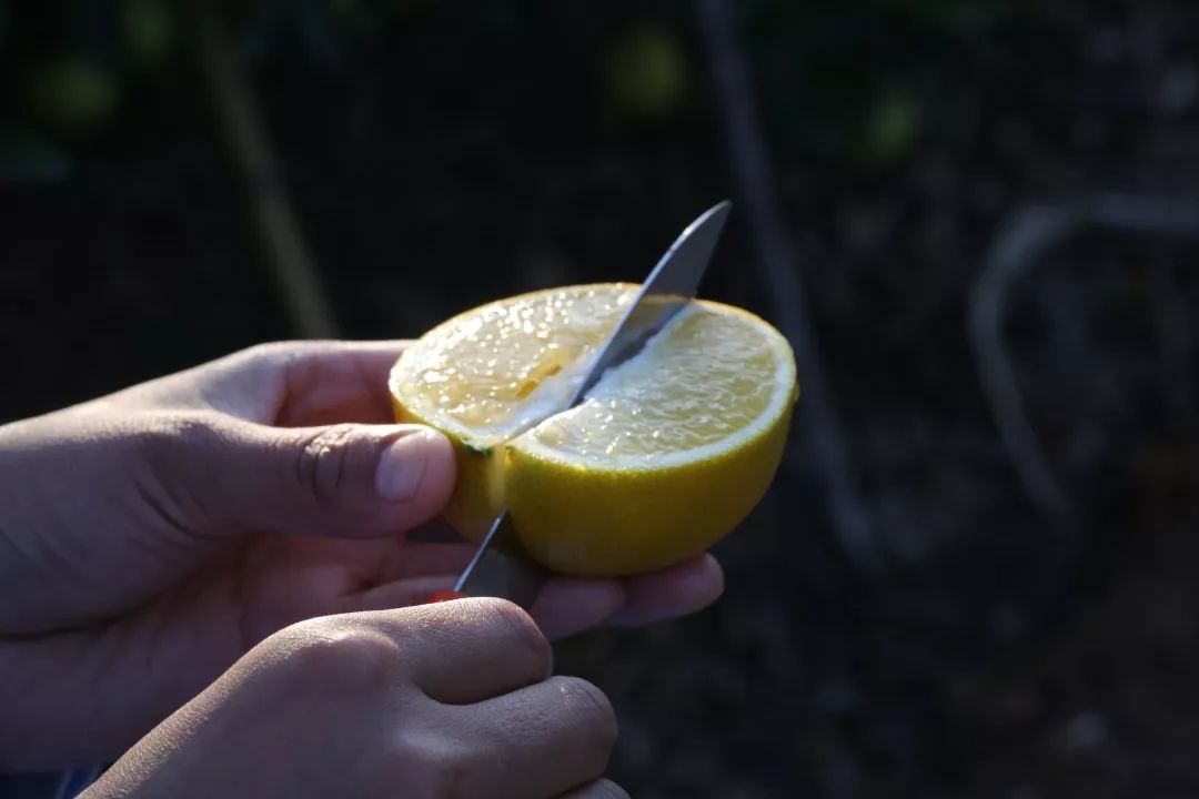 褚橙怎么样值得买吗,褚橙在哪买
