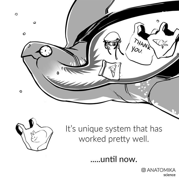 海龟受环境影响吗,海龟受到的污染