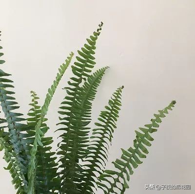 花店常用的配花配草有哪些方法,常见配花配草