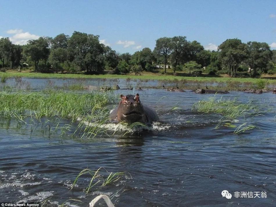温顺的河马,外表温顺憨厚的河马是真的吗