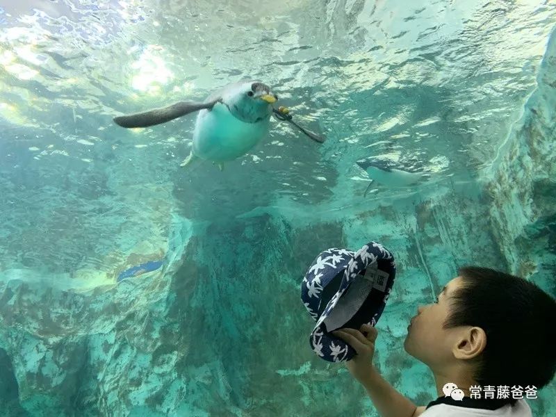 广州和珠海长隆一起玩攻略,广州珠海长隆旅游攻略5天四晚