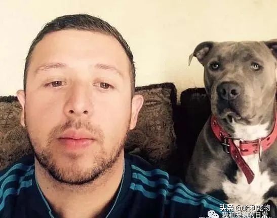 比特犬把哈士奇按在地上,比特犬把小崽叼给主人视频