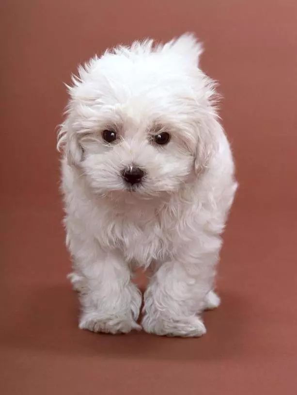 怀孕期间狗狗需要注意什么,狗狗怀孕注意事项和禁忌