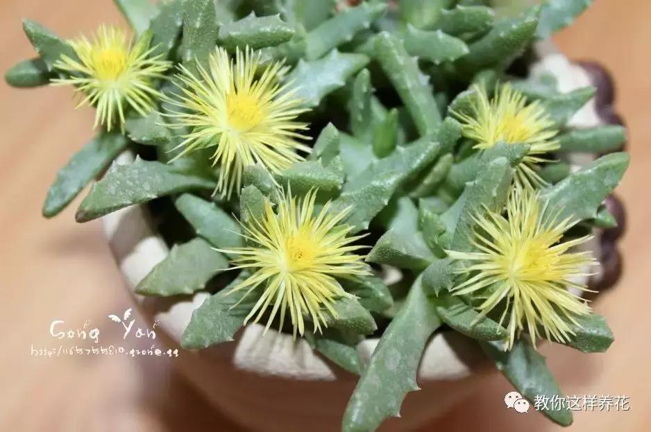 净化空气的十种花,家里养这4种花清新怡人