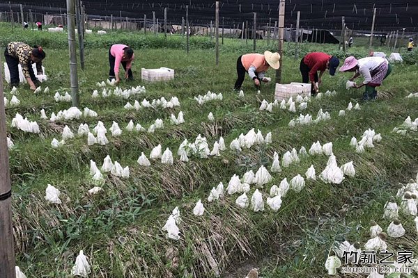 冬笋在大棚里的种植方法,竹荪种植的正确采摘方法