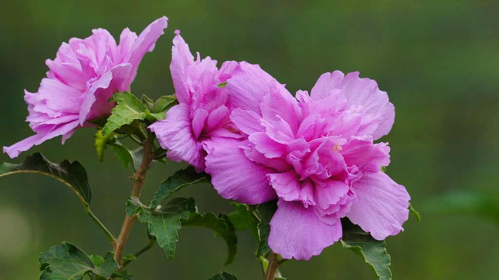 木槿花发黄缺什么肥料,木槿花叶子发黄怎么回事