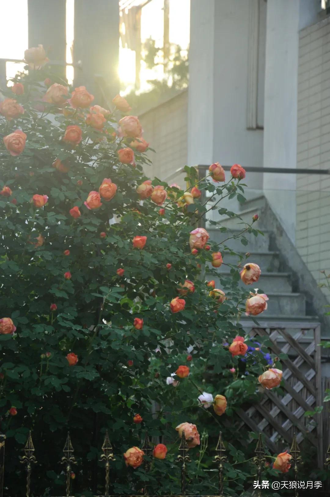 花友家的春花都开爆爆爆了，快来云赏花！（上）