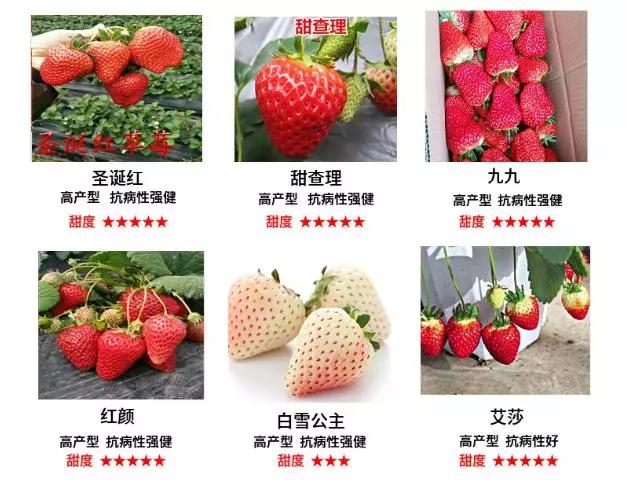 春天买盆小苗苗，嘟噜嘟噜直结果，吃完一茬又一茬