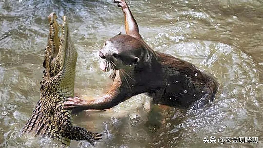 水獭与平头哥是同科吗,水獭动物界的平头哥