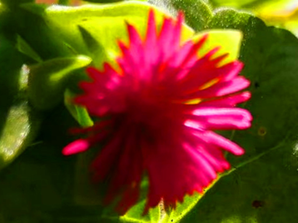 牡丹吊兰开花是什么原因,牡丹吊兰开花时需要什么肥