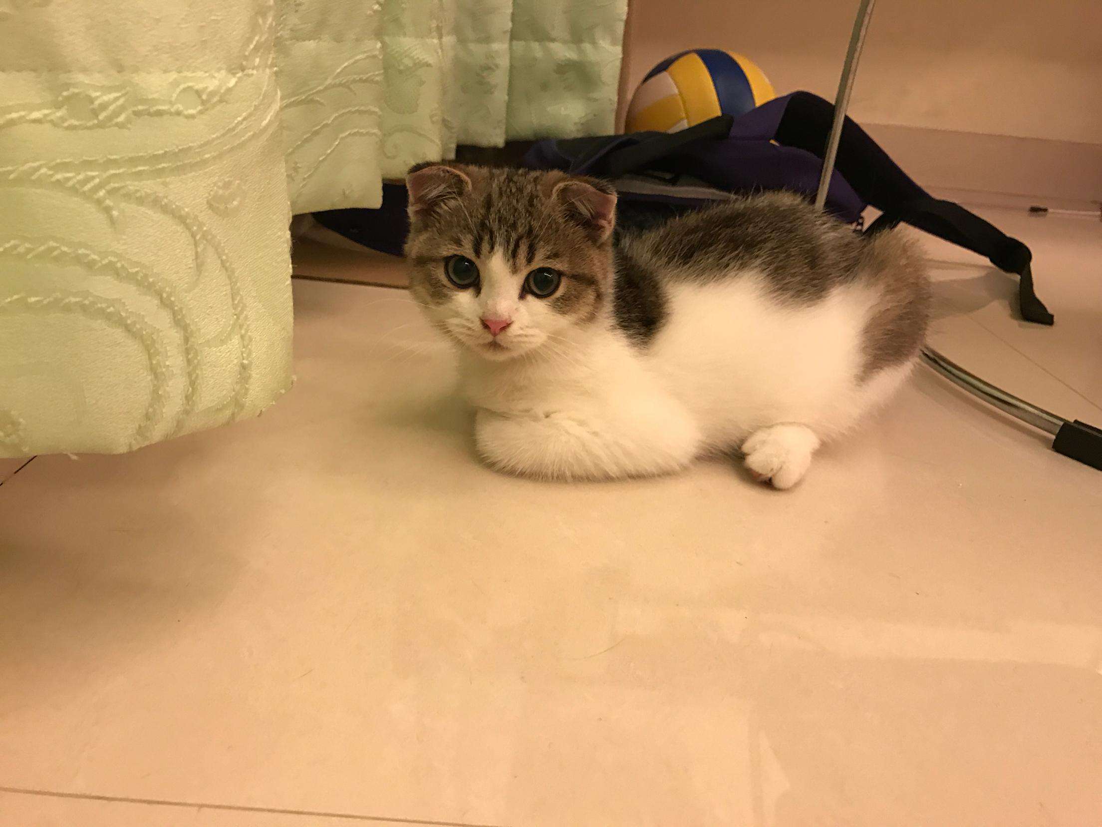 养猫家庭如何消毒杀菌对猫无害,要如何预防猫咪误食家中植物中毒