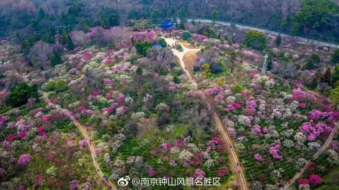 闻香寻梅最新图片,闻香寻梅最新视频