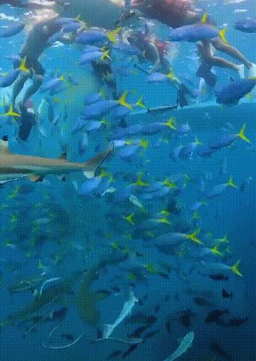 人间仙境之帕劳,帕劳是位于太平洋上的一个小国