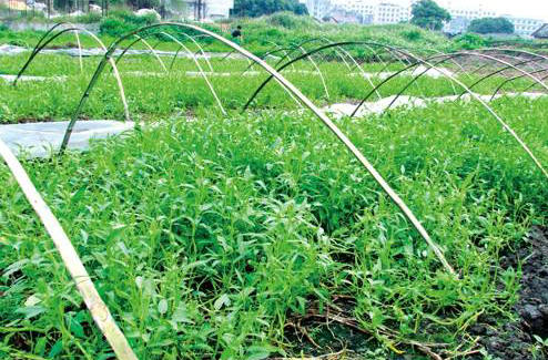 水上种植蕹菜,大棚种植水蕹菜