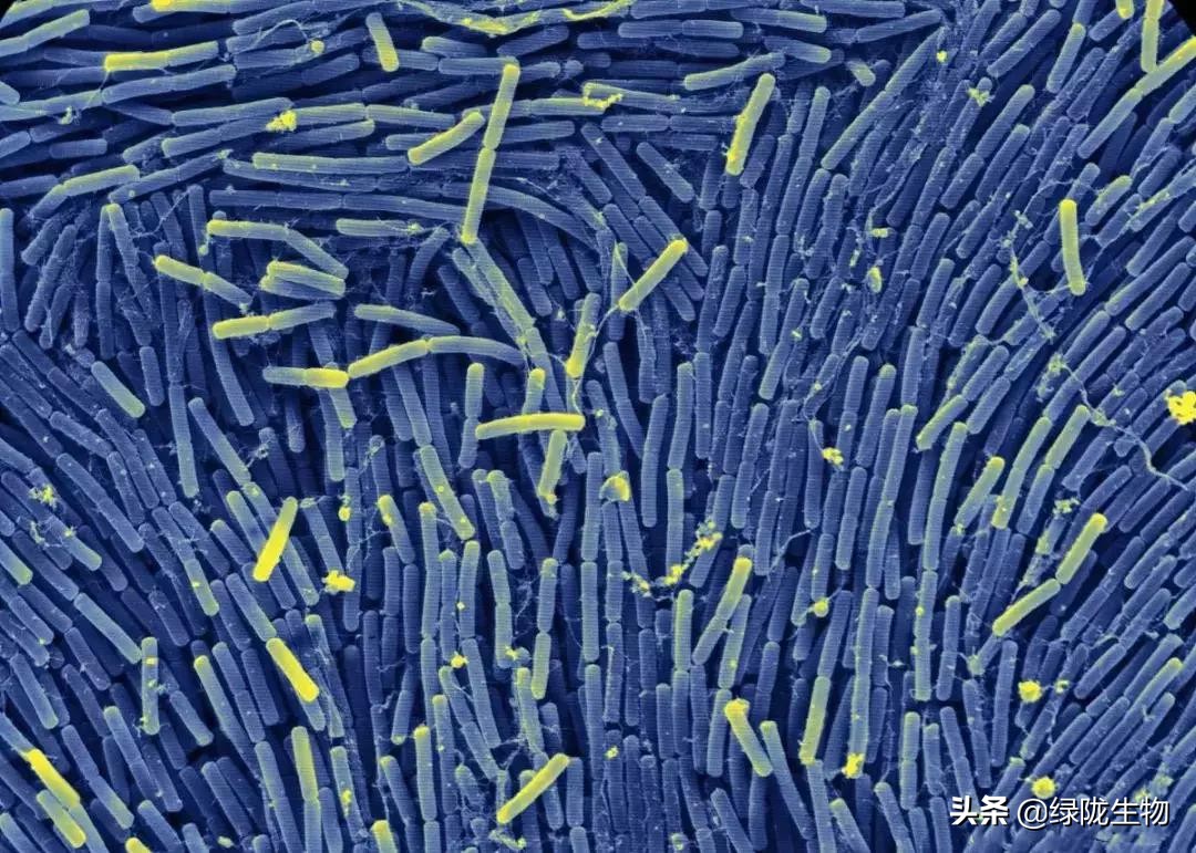 枯草芽孢杆菌防治病害怎样,枯草芽孢杆菌对种植作用及功效