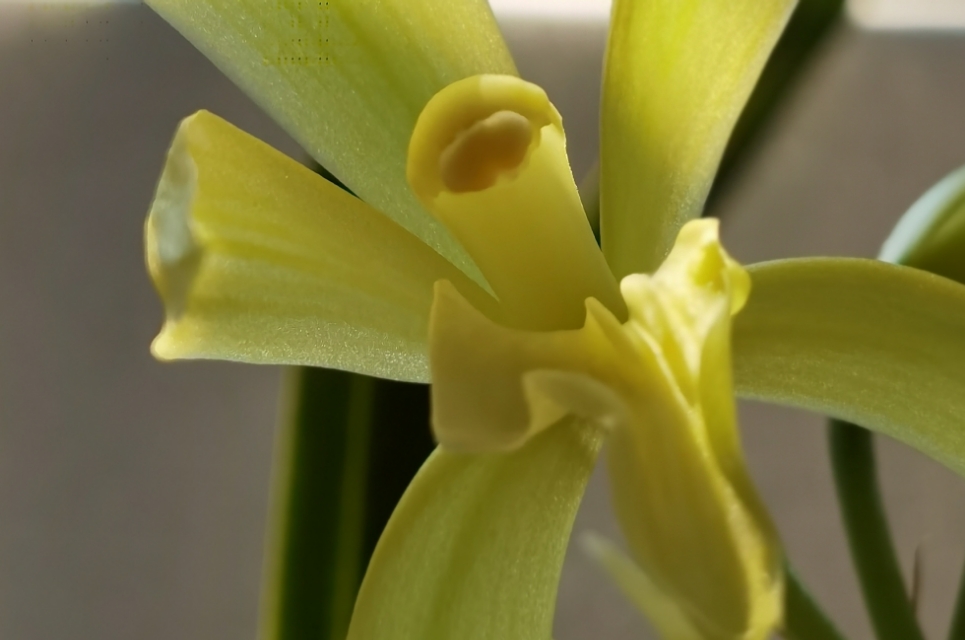 香味浓又勤花的兰花,兰花经典精品欣赏