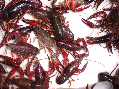 澳洲小龙虾养殖需要注意什么,小龙虾的运输注意事项