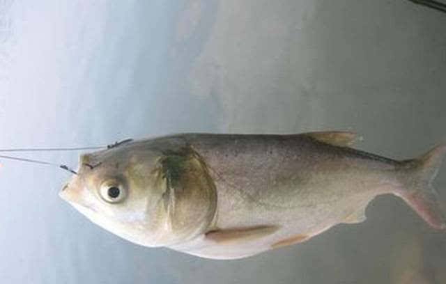 钓鱼怎么打窝鱼获多,钓鱼找鱼窝技巧教学野钓