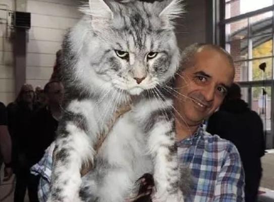 温柔的巨人猫视频,温柔的巨人布偶猫