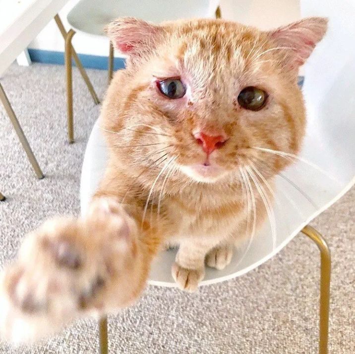 房东不准养猫谁能把猫领养,租房时房东不让养猫然后发了图片