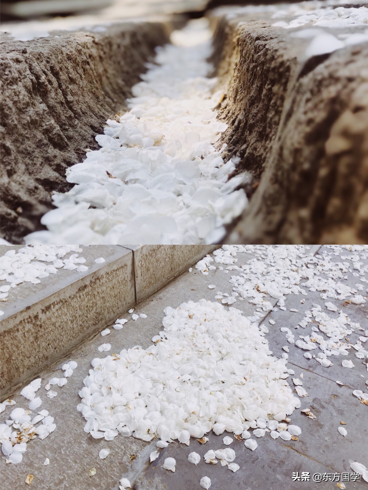 @所有人,周末一起赏玉兰,五处北京玉兰美景