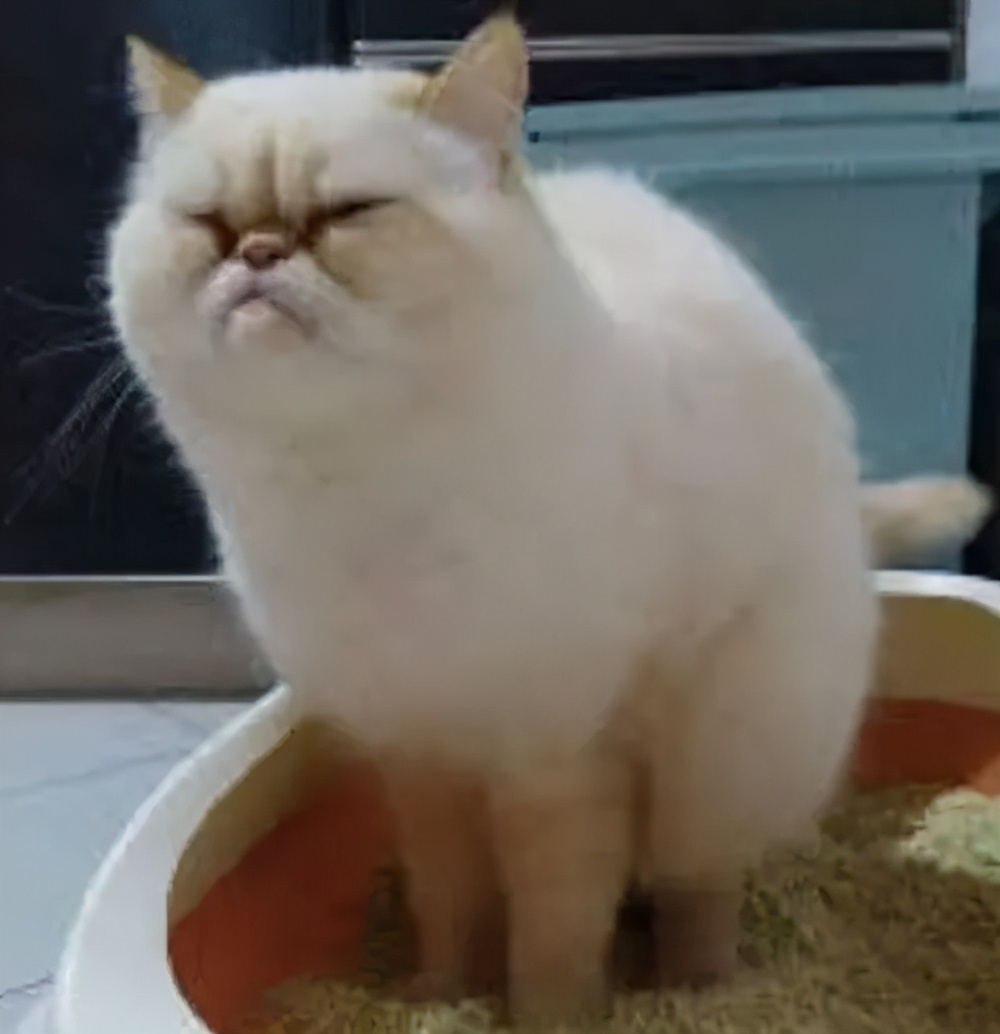 猫咪的臭臭正常是什么样子的,猫咪会对别的猫咪的气味敏感吗