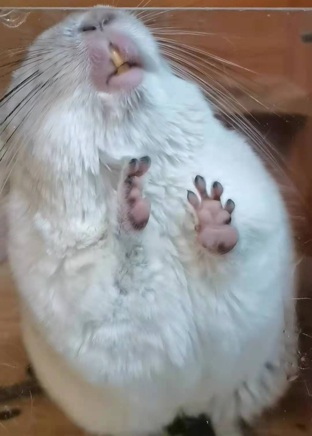 龙猫是猫还是鼠啊,龙猫是猫还是鼠