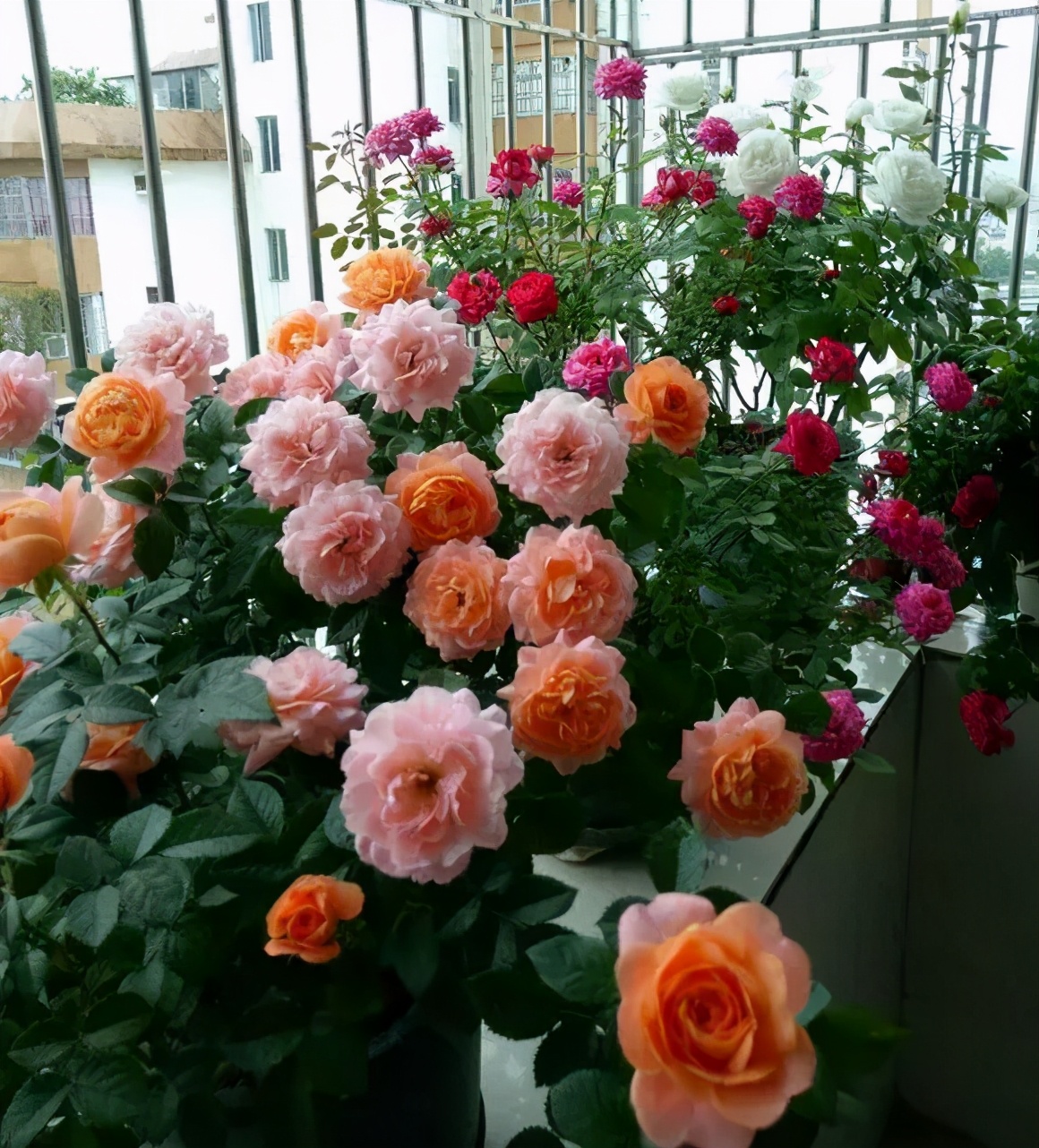 促花用花多多好还是磷酸二氢钾好,磷酸二氢钾正确的促花方法