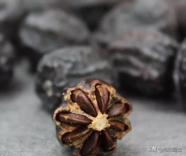 冬季最好吃的鲜枣,什么品种软枣最好吃