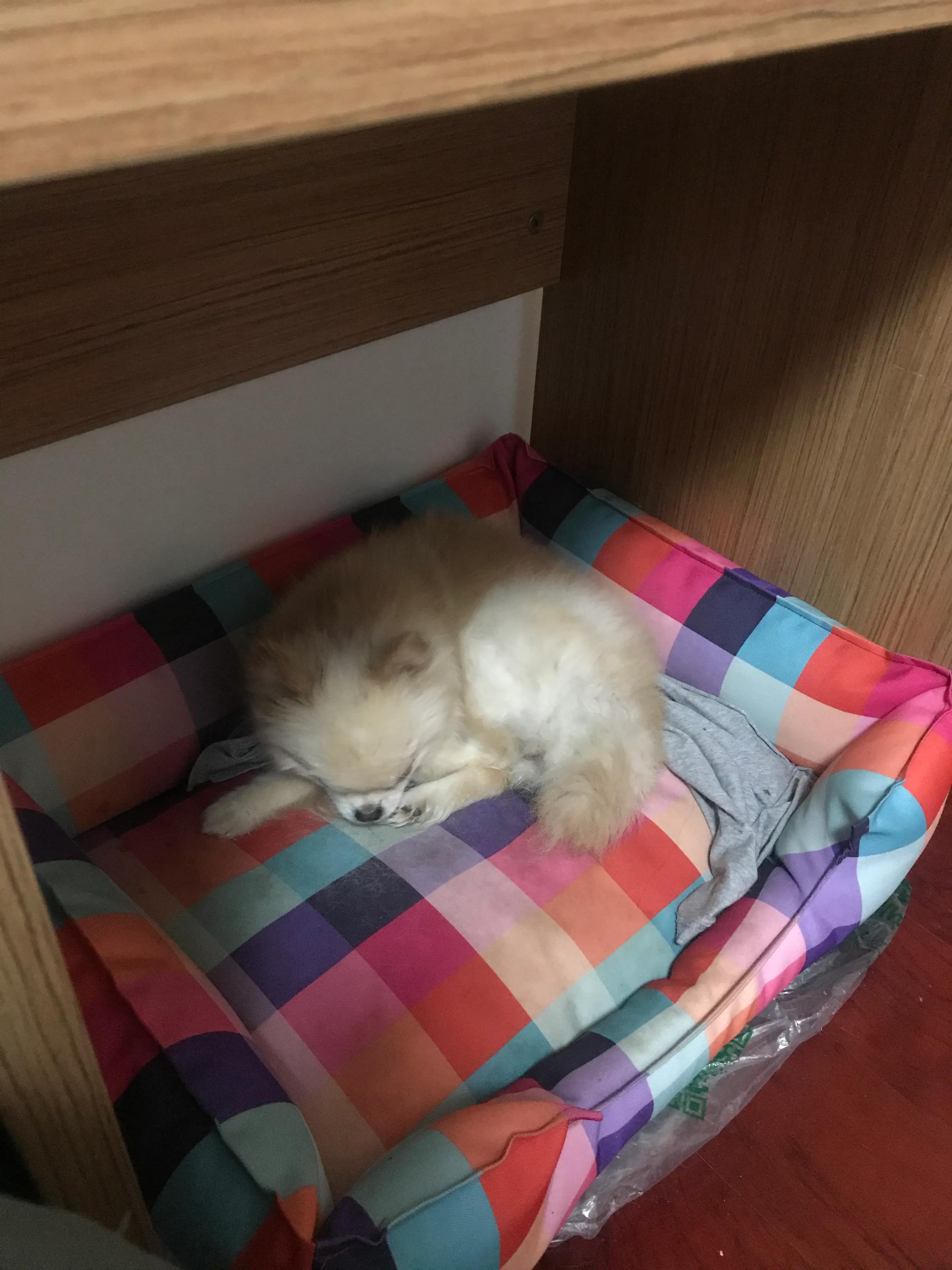 博美子宫蓄脓一般在多大会得,博美子宫蓄脓手术风险