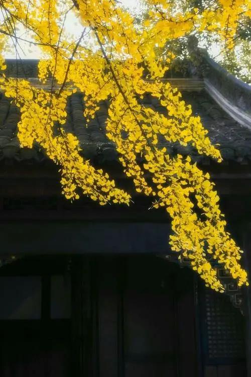 成都街巷志|猜猜母猪湾和猫猫巷在哪儿？