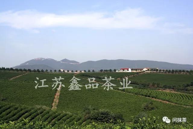 最高品质的抹茶,鑫品抹茶