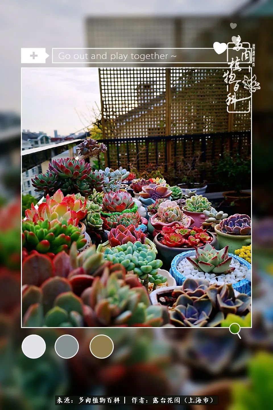 这6种多肉又粉又可爱萌翻少女心,粉粉萌萌的多肉有哪些