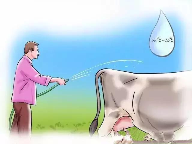 给牛人工授精注意哪些,给牛人工授精教学