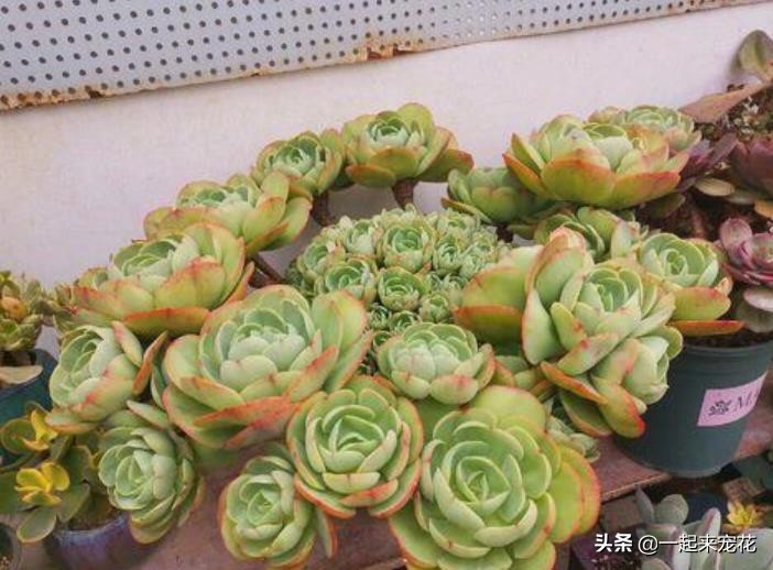 多肉碧桃叶心像生锈了怎么回事,多肉碧桃叶子干瘪如何泡水