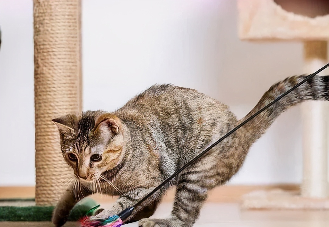 为啥猫咪会吃小猫,为什么有的猫咪吃水果