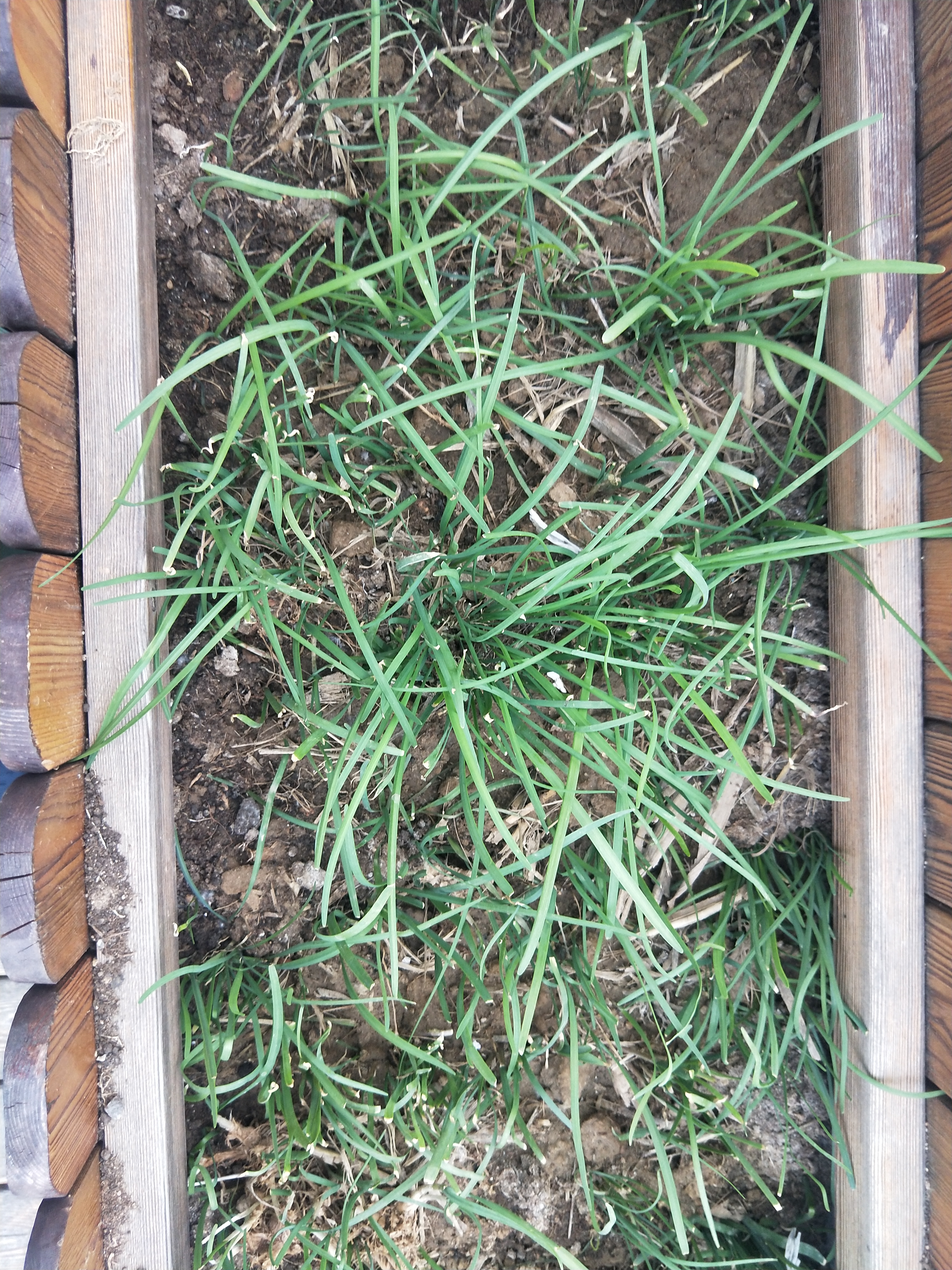 种菜日记大全200字,种菜日记