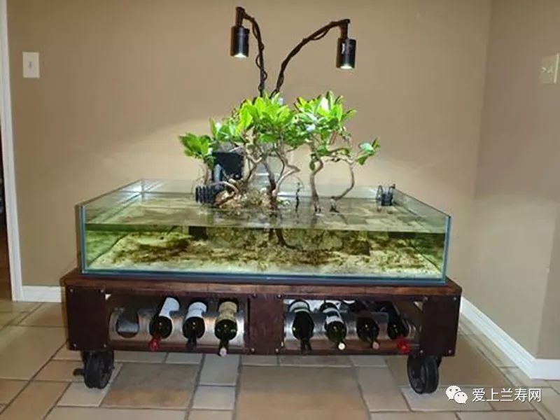 鱼缸五十种鱼,家庭鱼缸养什么鱼更容易存活