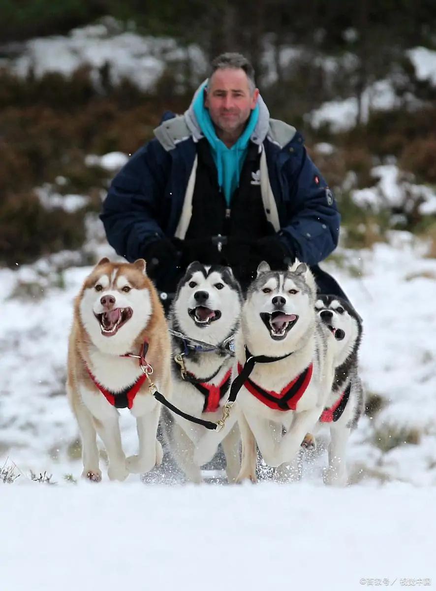 哈士奇你不知道的冷知识,哈士奇热门知识