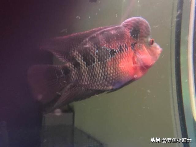 罗汉鱼上下鳍发黑是起砂吗,罗汉鱼发黑有斑马纹怎么治