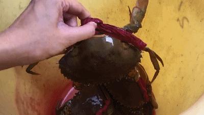 鲜活花盖蟹海鲜直播卖货,新鲜海蟹直播卖货