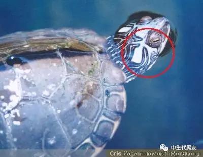 正宗的地图龟,史上最差的地图龟