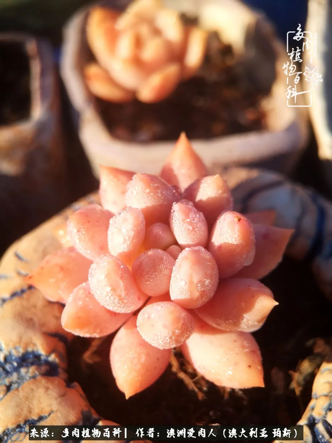 采蘑菇的小姑娘，“转行”来把多肉养