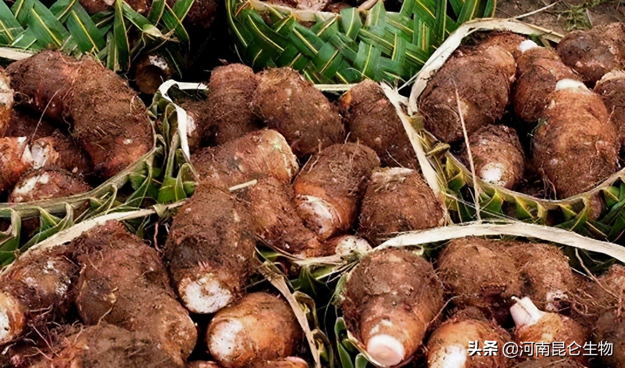 芋头死苗烂根用什么肥,芋头黄叶烂根怎么防治