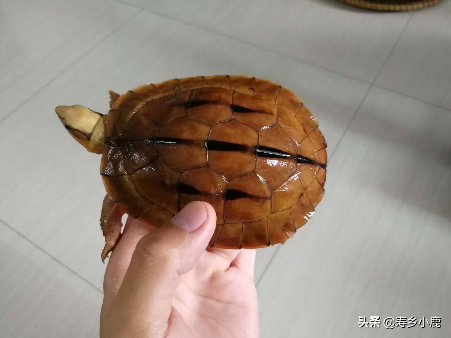 金钱龟和石金钱龟价格差那么多,金钱龟成龟2019价格