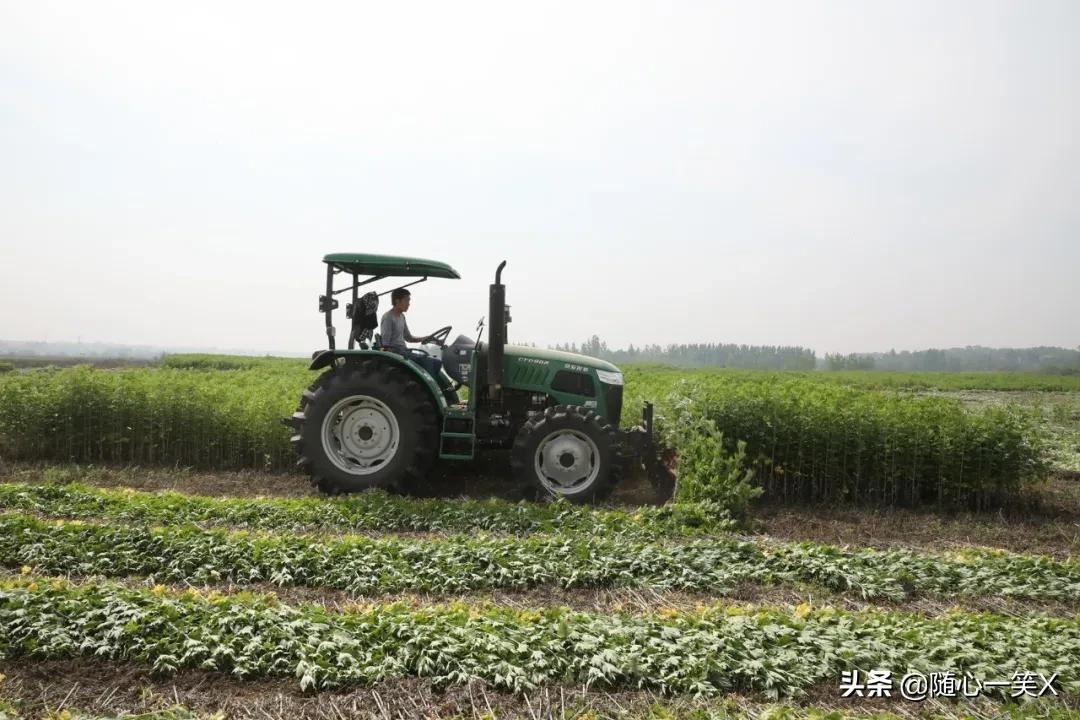 艾草产业助脱贫,府河镇孔家畈村艾草加工