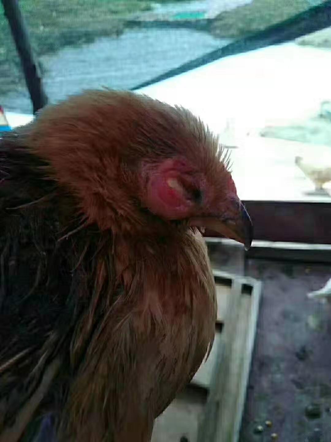 鸡的眼睛瞎了有脓是怎么回事,鸡的眼睛瞎了什么病