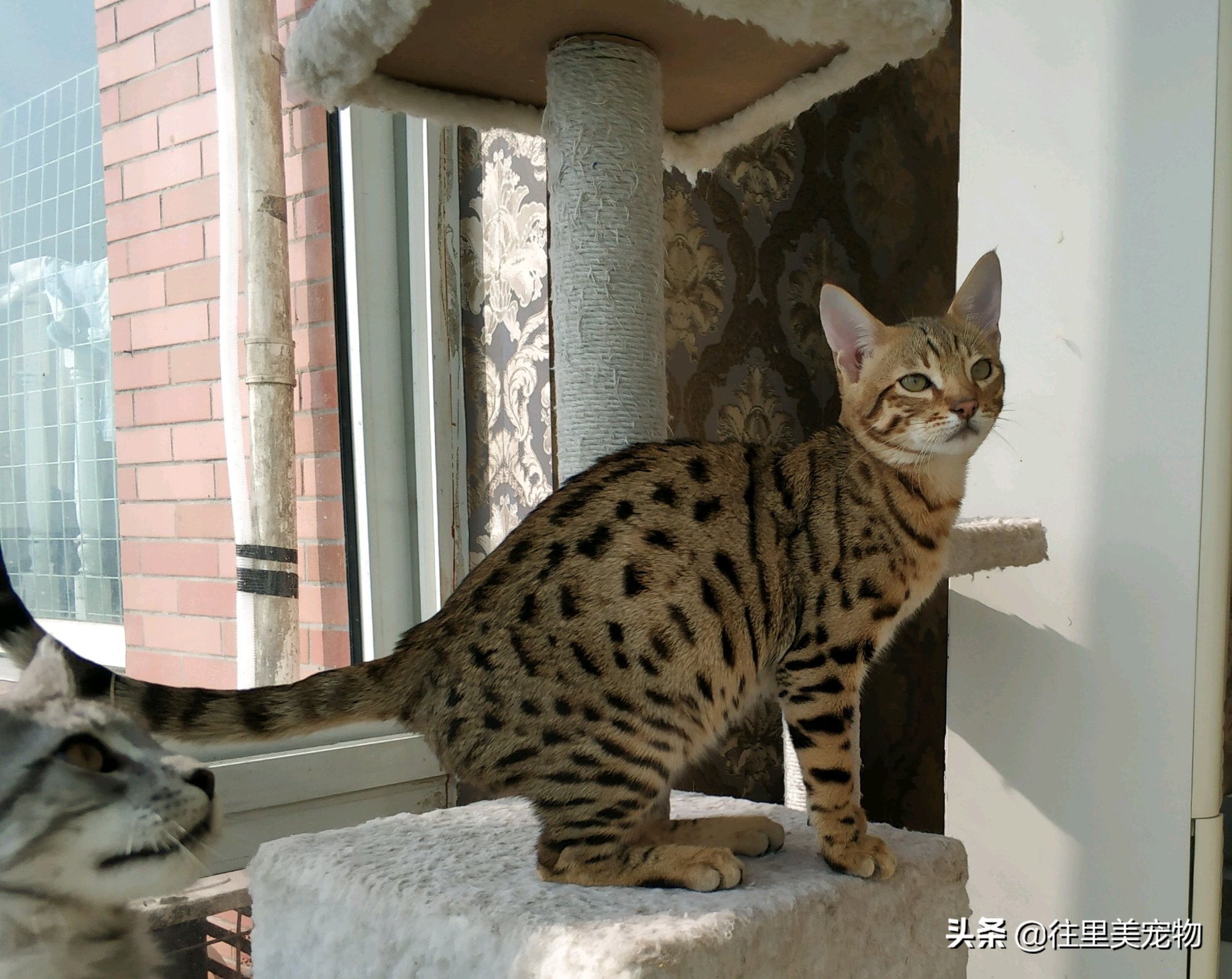 哪种宠物猫可以遛,适合野外遛的宠物猫有哪些